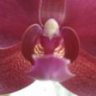 Orchidea_77